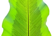 Fern Leaf Texture Royalty Free Stock Photos