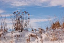 Dry Flowers In The Snow Stock Photo Dry Flowers In The Snow Stock Photo