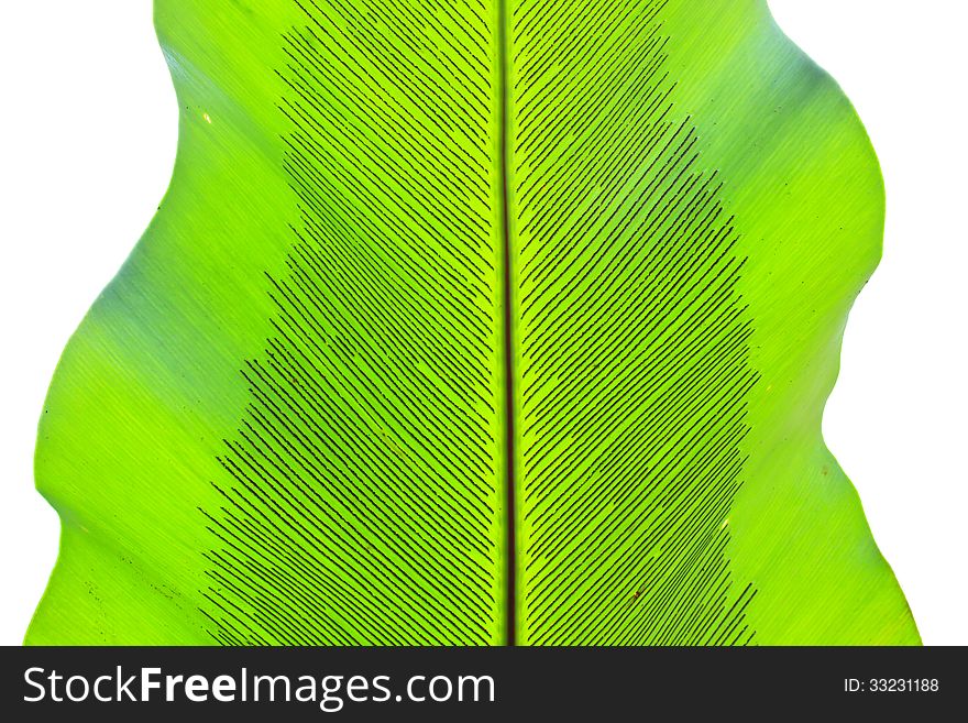 Bird's nest fern leaf texture