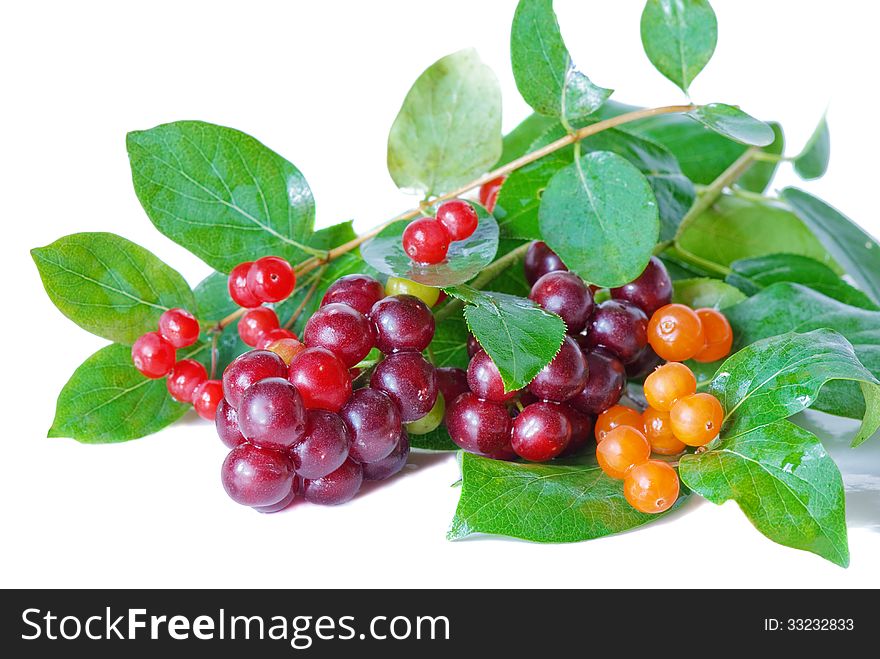 Honeysuckle berries and bird cherry on a white background. Honeysuckle berries and bird cherry on a white background