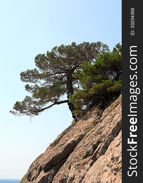 Summer landscape with pine on the rock against blue sky. Summer landscape with pine on the rock against blue sky