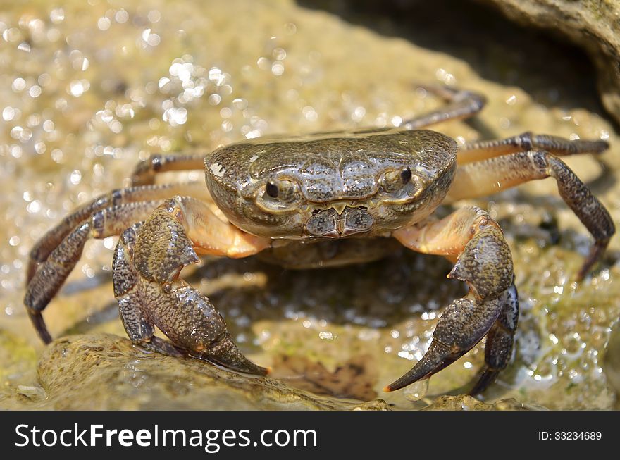 Crab on the rocks near the waterfall