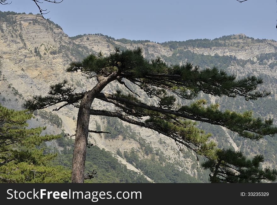 Tree on a background of mountains. Tree on a background of mountains