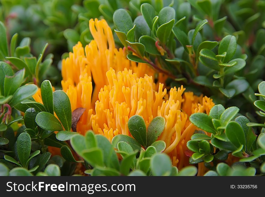 Sprigs of bright orange mushrooms Calocera vistsosa surrounded by leaves, cranberries. Sprigs of bright orange mushrooms Calocera vistsosa surrounded by leaves, cranberries