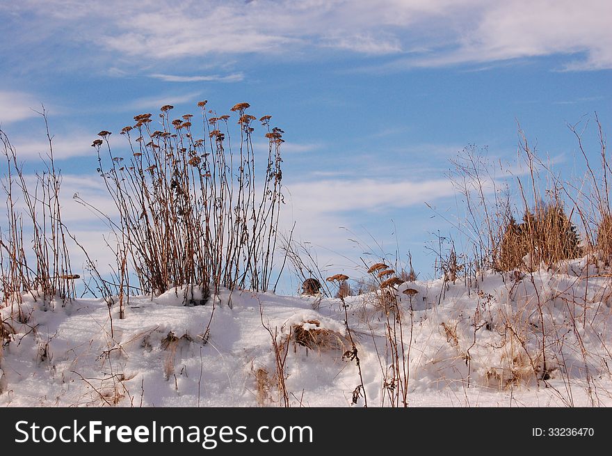 Dry flowers in the snow with beautiful blue sky in the background