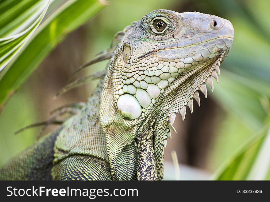 Iguana close up in nature