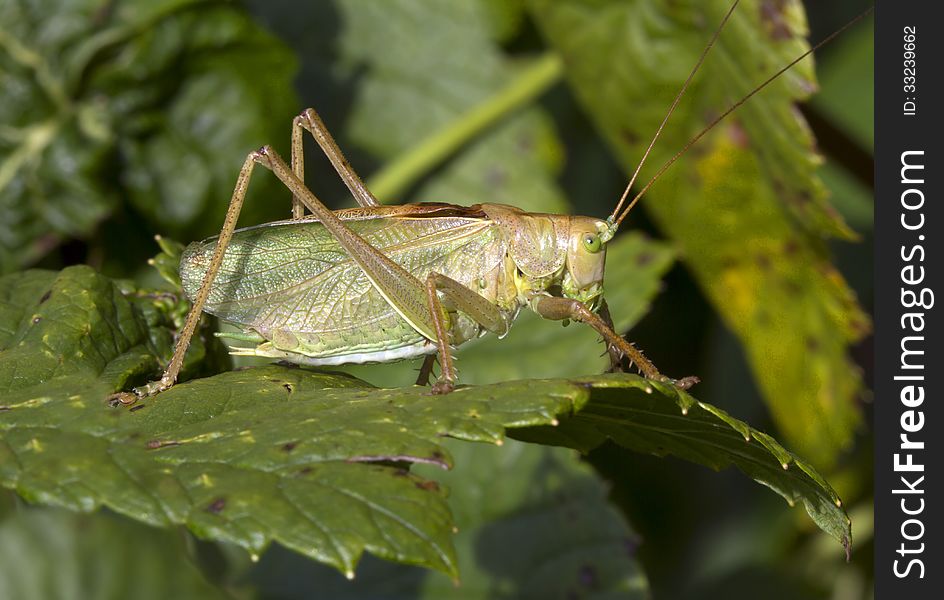 Grasshopper Singer - Tettigonia Cantans