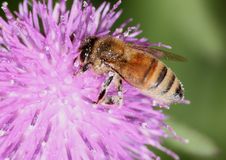 Honeybee On Thistle Royalty Free Stock Images Honeybee On Thistle Royalty Free Stock Images