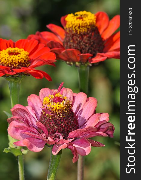 Pink and orange zinnia flowers