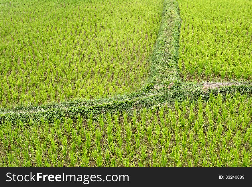 Detail of a Rice Paddy Field - Vang Vieng, Laos