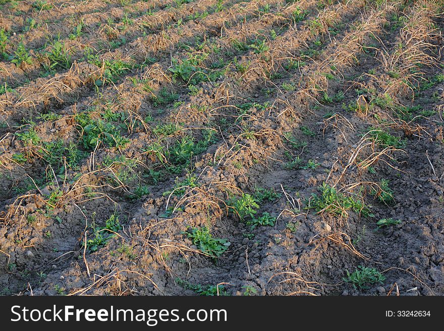 Dried up potato field with a weeds