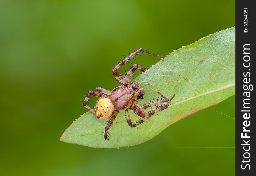 The four-spot orb-weaver (Araneus quadratus) is a common orb-weaver spider found in Europe.