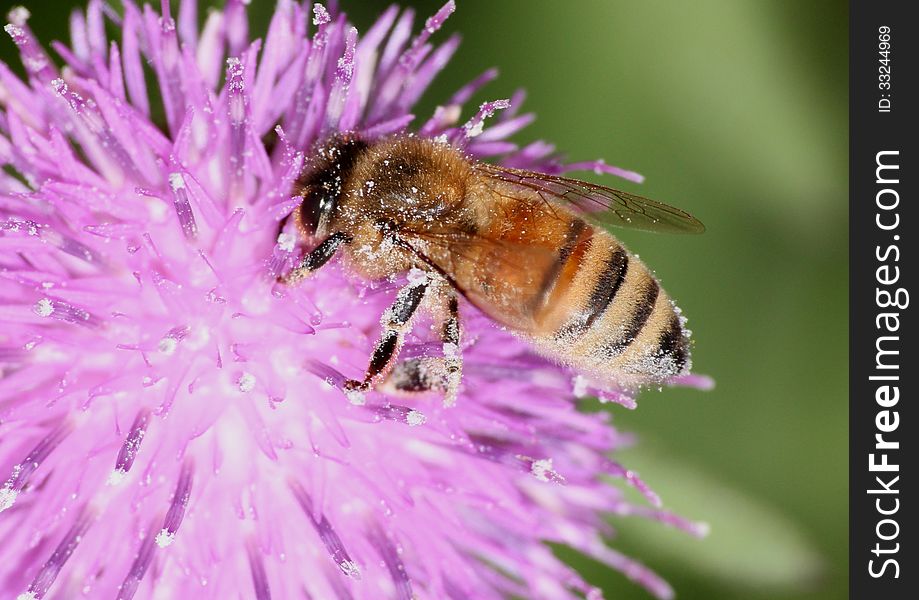 A honeybee forages for nectar from a purple thistle flower. A honeybee forages for nectar from a purple thistle flower.