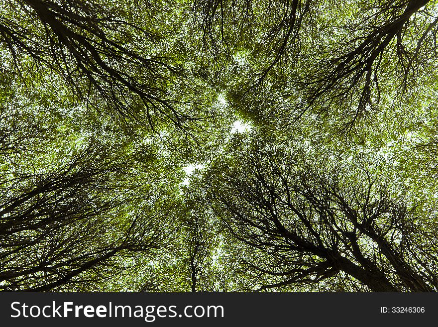 Canopy Of Branches