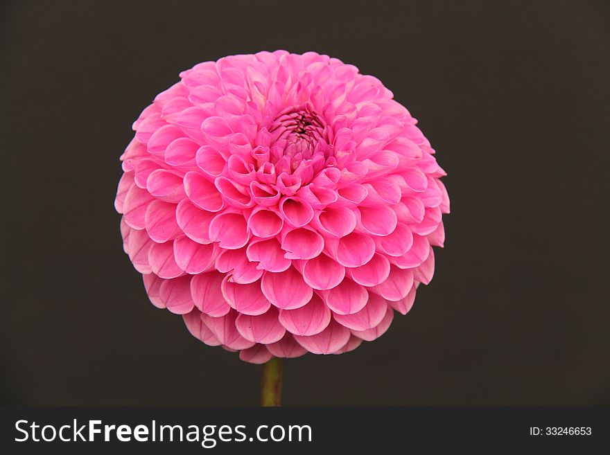 A Stunning Red Flower Head of a Dahlia Plant.