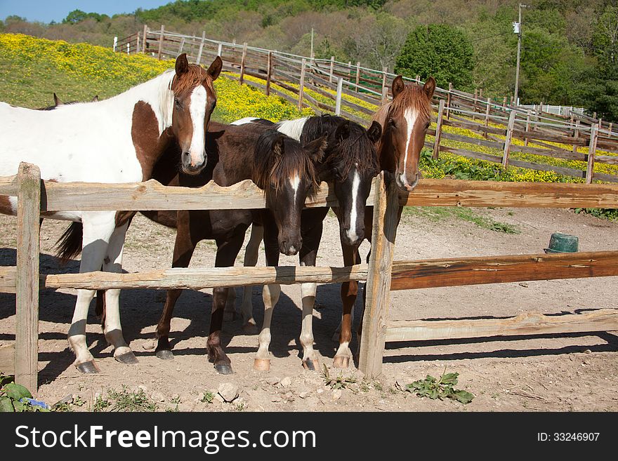 Horses behind a fence.
