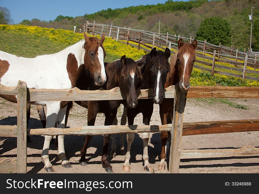 Horses behind a fence.