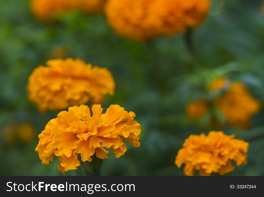 Backround with orange marigolds flowers