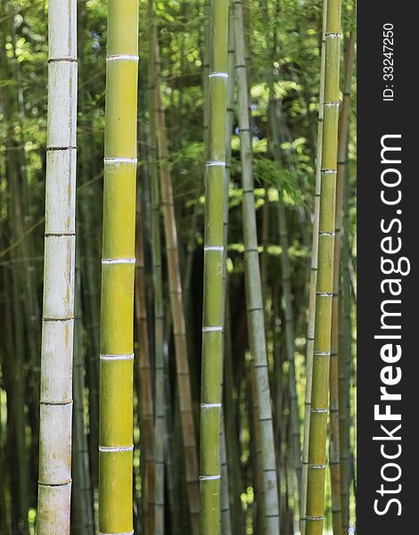 Background with green bamboo in garden