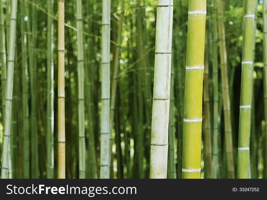 Background with green bamboo in garden