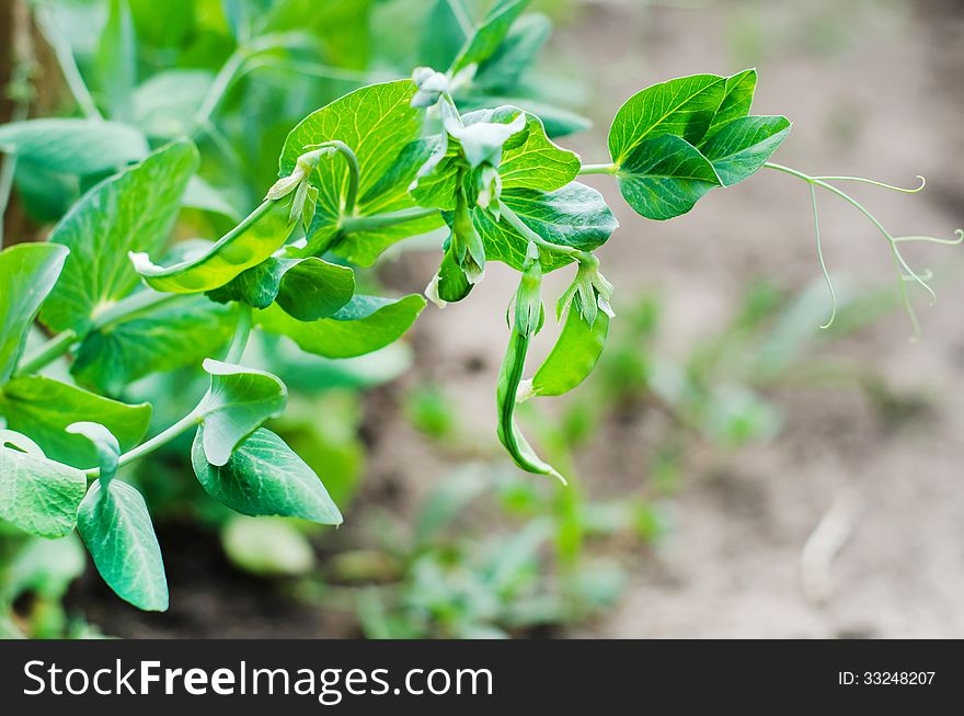 Fresh Mangetout Pods