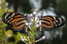 Two Beautiful Butterflies Royalty Free Stock Image