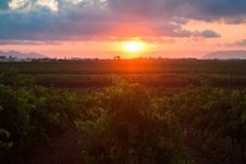 Sicilian Grapevines At Sunset Royalty Free Stock Image Sicilian Grapevines At Sunset Royalty Free Stock Image