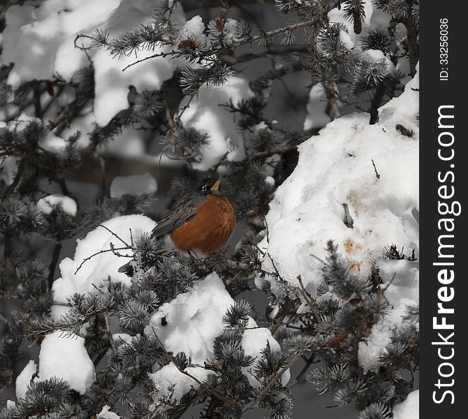 Little bird in a pin tree covered with snow. Little bird in a pin tree covered with snow