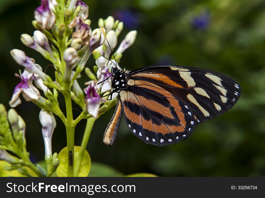 Close Up Shot Of Butterfly