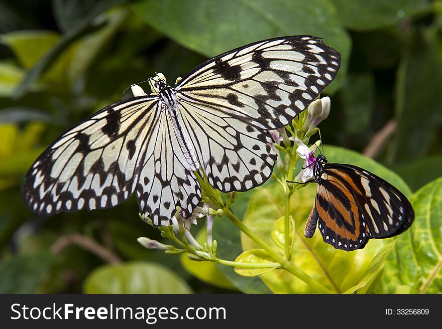 Close up shot of beautiful two butterflies. Close up shot of beautiful two butterflies