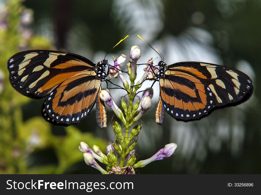 Two beautiful butterflies on flower