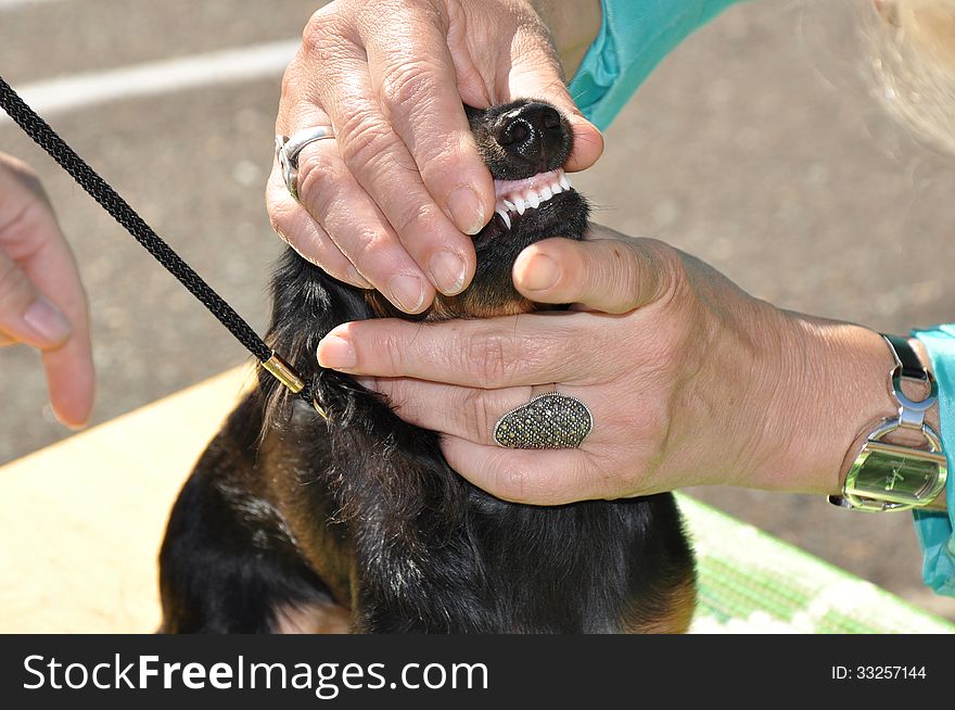 Summer show dog, city of Orenburg, Southern Ural, Russia