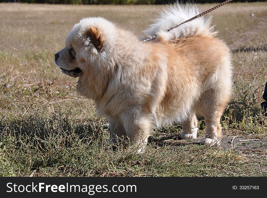 Summer show dog