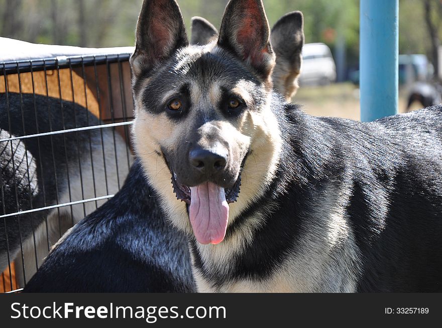 Summer show dog, city of Orenburg, Southern Ural, Russia