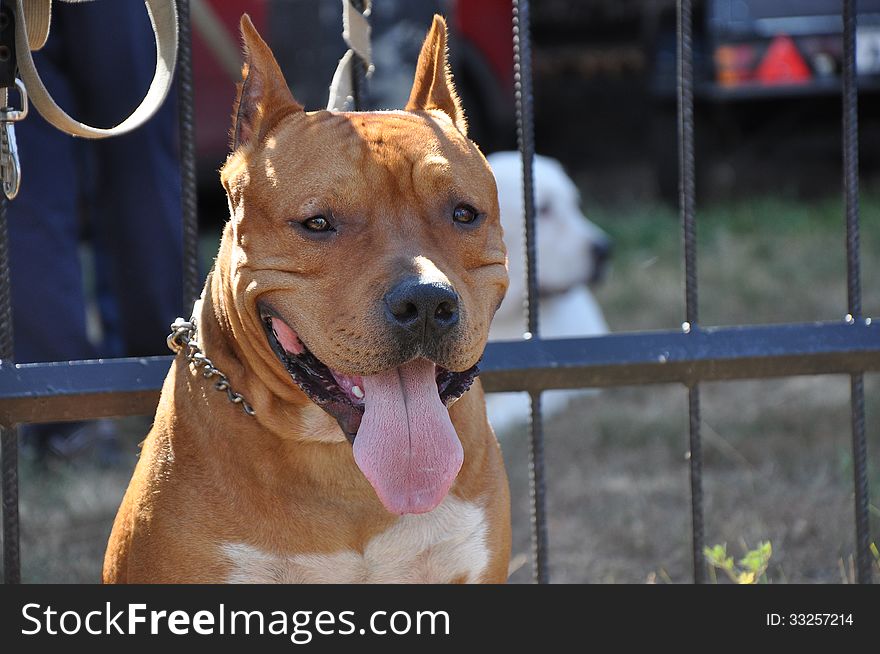 Summer show dog, city of Orenburg, Southern Ural, Russia