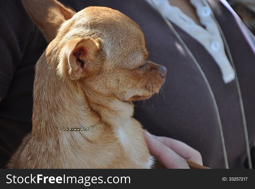 Summer show dog, city of Orenburg, Southern Ural, Russia