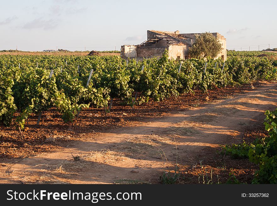 Old house in grapevines at sunset. Sicily. Old house in grapevines at sunset. Sicily
