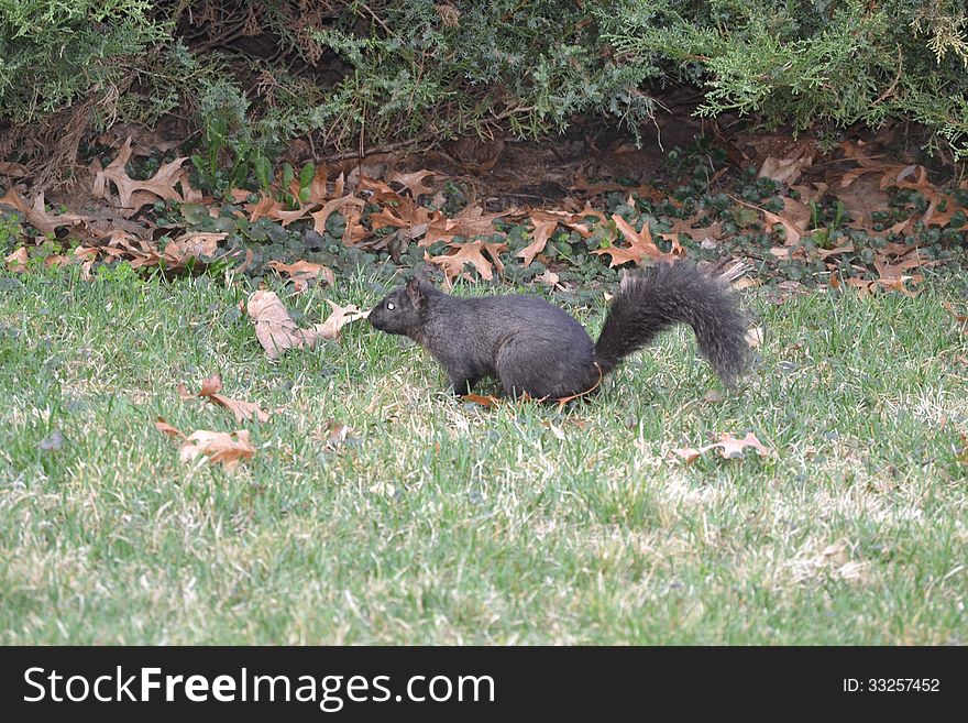 Black squirrel looking for food