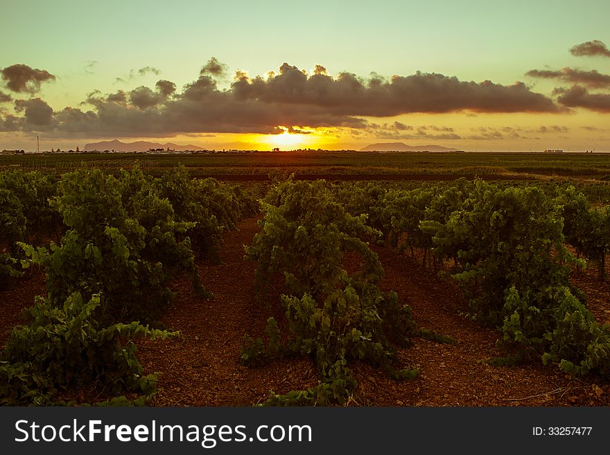 Rows of maturing grapevines at sunset. Sicily, Mozzia. Rows of maturing grapevines at sunset. Sicily, Mozzia