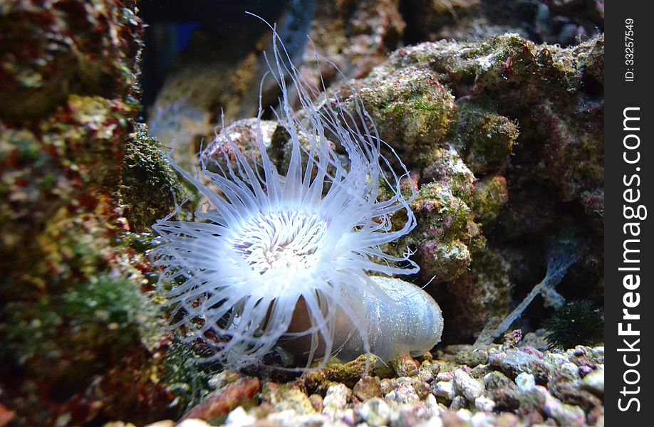 Sea anemone with white tentacles in the aquarium