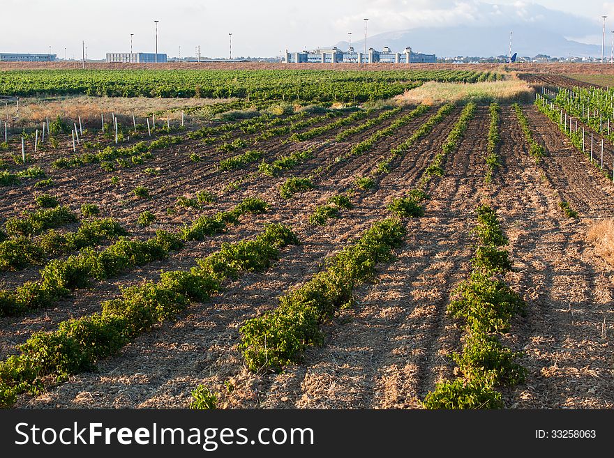 Commercial farming view at sunset, Mozzia, Sicily. Commercial farming view at sunset, Mozzia, Sicily.