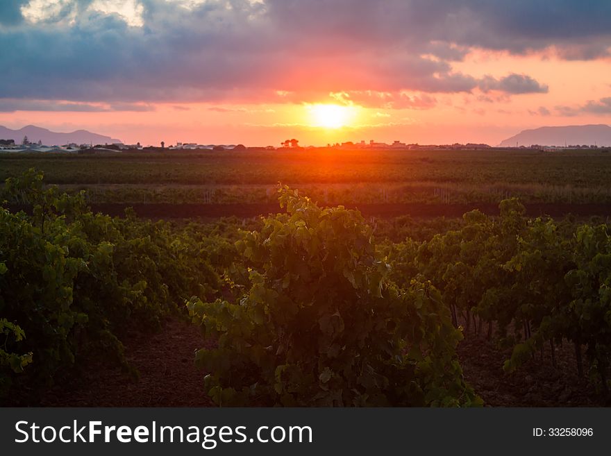 Rows of maturing grapevines at sunset. Sicily. Rows of maturing grapevines at sunset. Sicily