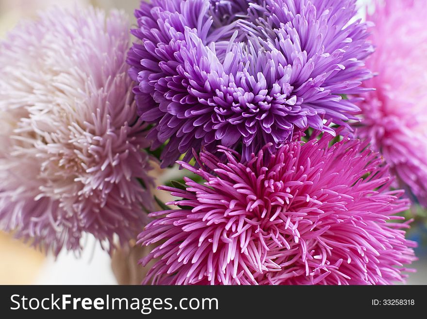 Colorful summer flower