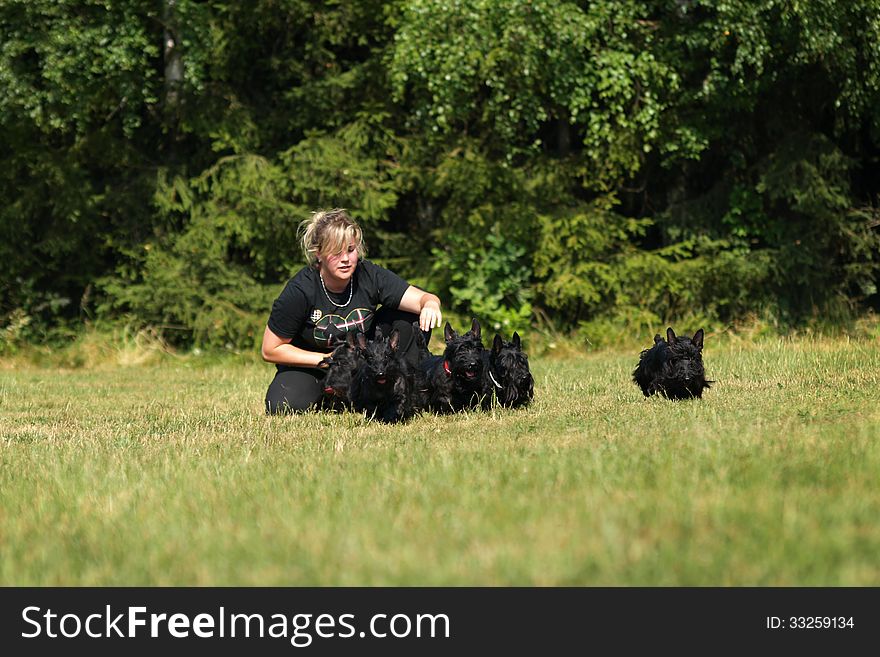 Young Woman With Scottish Terriers.