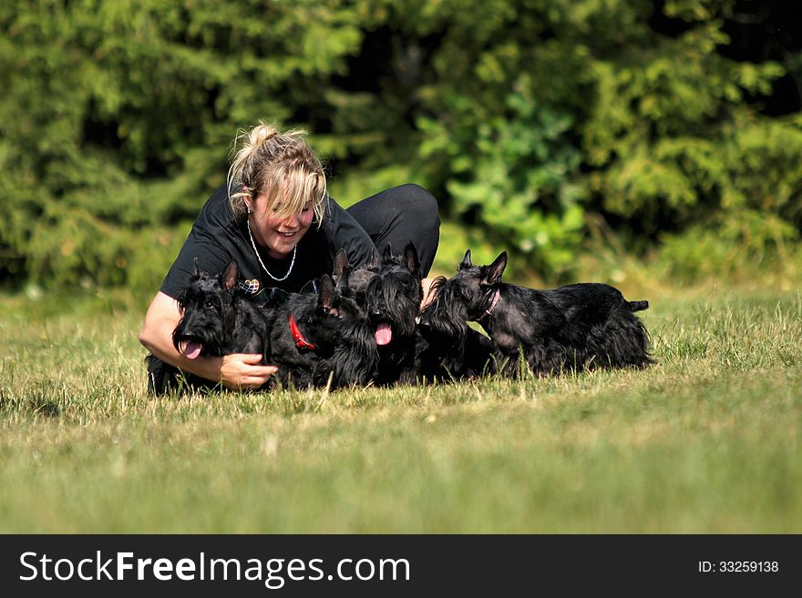 Young woman is preparing her scottish terriers for taking picture. Young woman is preparing her scottish terriers for taking picture.