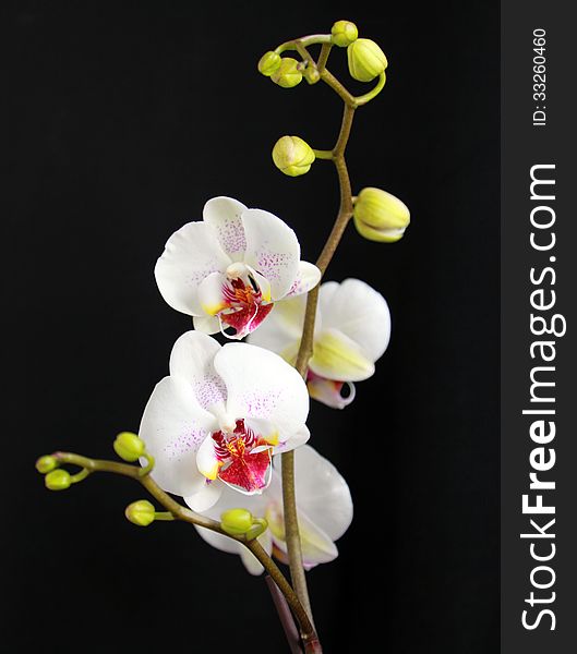 Orchid flowers against a black background