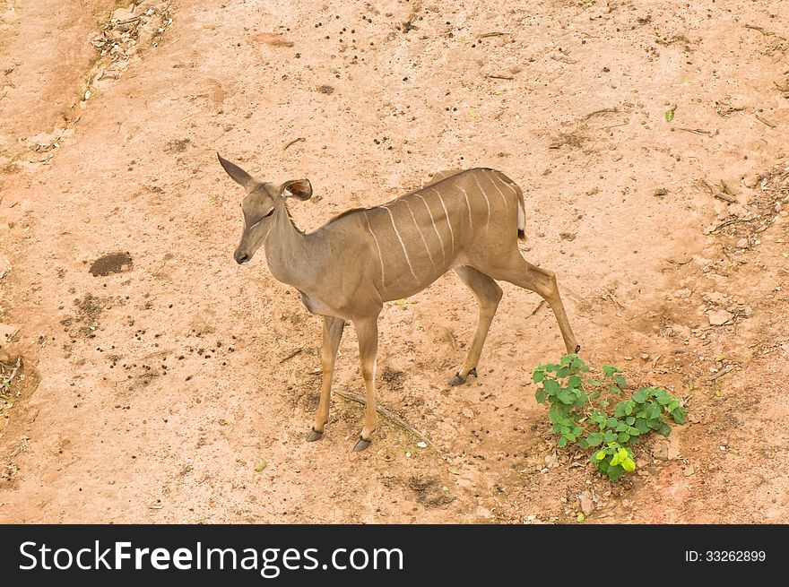 Nyala Deer from Top View in zoo