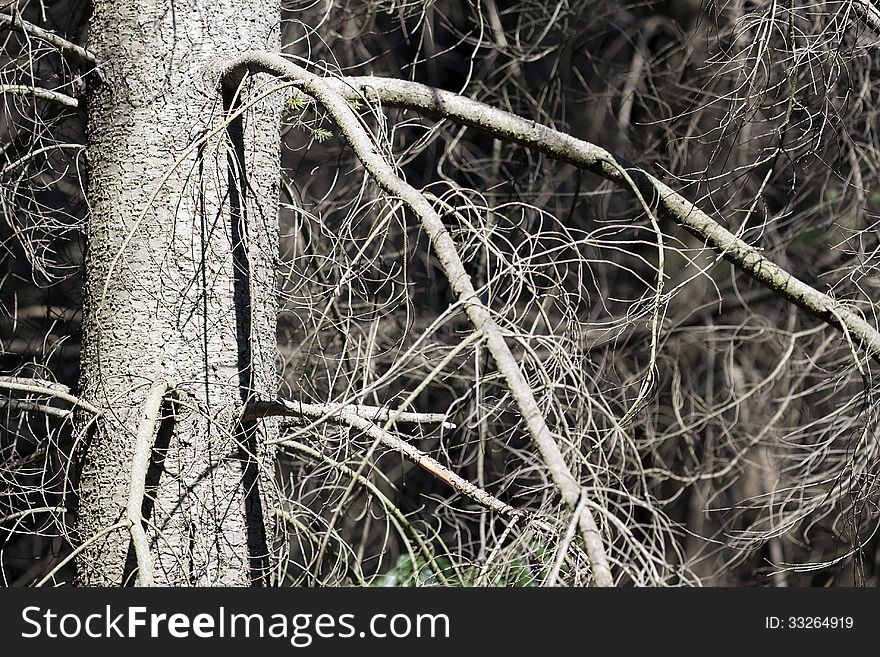 Detail of an old leafless wood. Detail of an old leafless wood