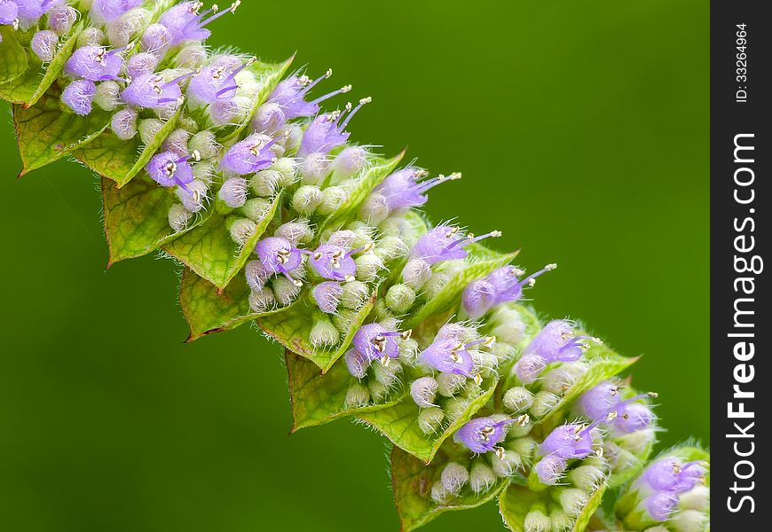 Beautiful small violet flower. Close-up.