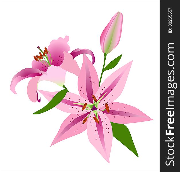 Pink tiger lilies isolated on a blue background. Pink tiger lilies isolated on a blue background